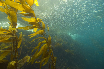 kelp_sardines_pacific_noaa.jpg