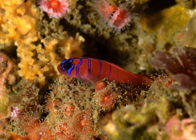 Kevins%20Reef%2012_zpsy7xfcfby.jpg Kevins%20Reef%2012_zpsy7xfcfby.jpg