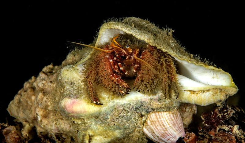 Kevins%20Reef%2014_zpsgimjsft2.jpg Kevins%20Reef%2014_zpsgimjsft2.jpg