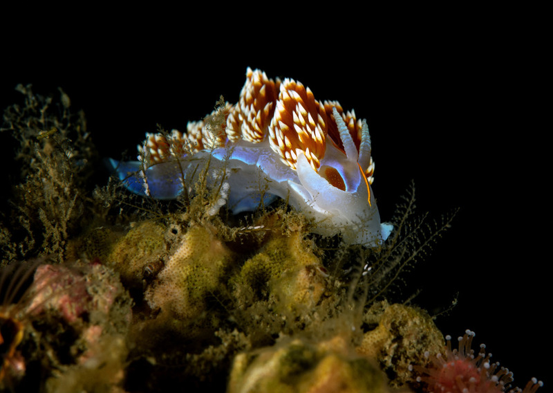 Kevins%20Reef%2018_zpsbu3egzz3.jpg Kevins%20Reef%2018_zpsbu3egzz3.jpg