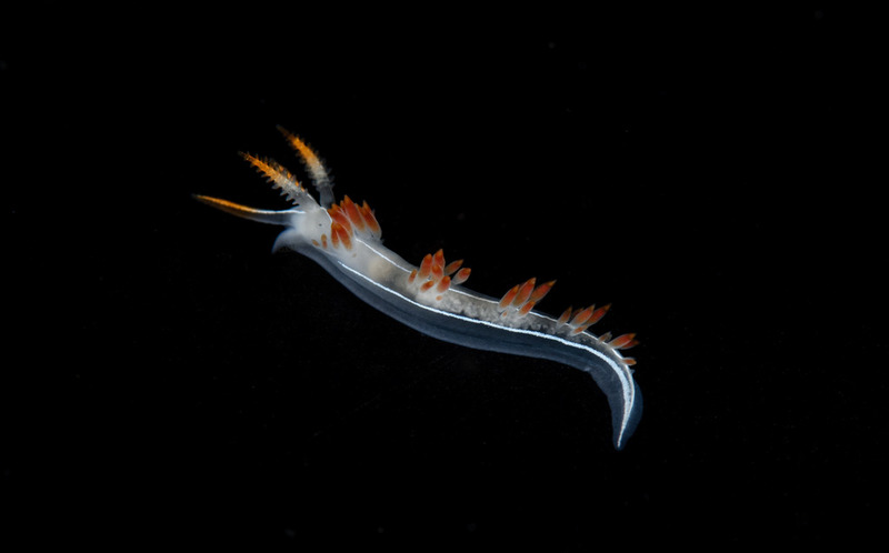Kevins%20Reef%2021_zpsy8xcahwv.jpg Kevins%20Reef%2021_zpsy8xcahwv.jpg