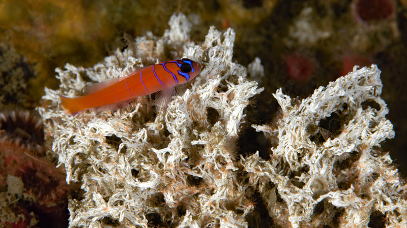 Kevins%20Reef%204_zpsdrusdmla.jpg Kevins%20Reef%204_zpsdrusdmla.jpg
