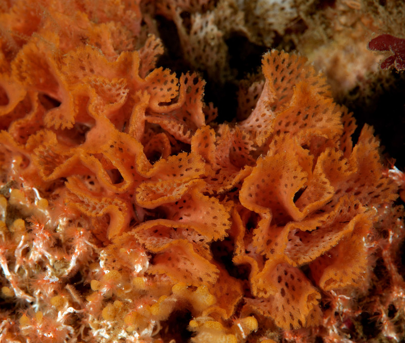 Kevins%20Reef%205_zpsrm0gssvt.jpg Kevins%20Reef%205_zpsrm0gssvt.jpg