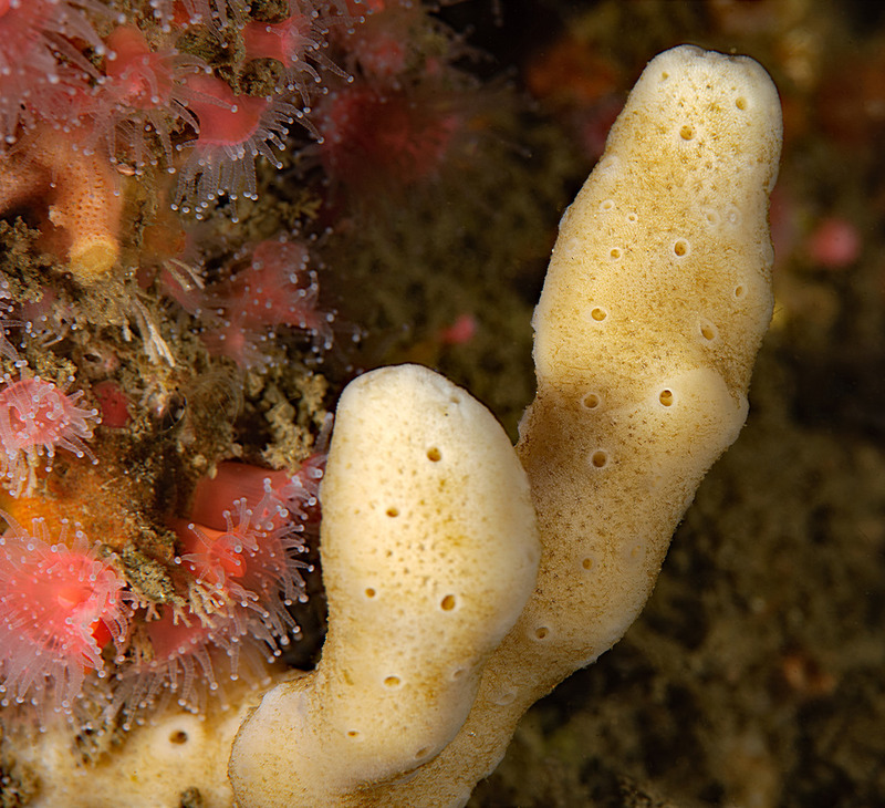 Kevins%20Reef%207_zpsv6wz9mq4.jpg Kevins%20Reef%207_zpsv6wz9mq4.jpg