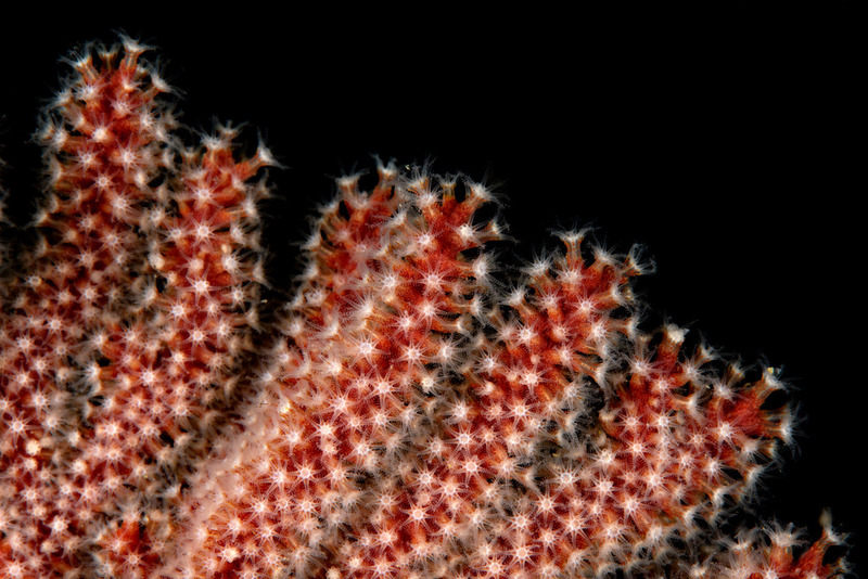 Kevins%20Reef%209_zpsau49my6r.jpg Kevins%20Reef%209_zpsau49my6r.jpg