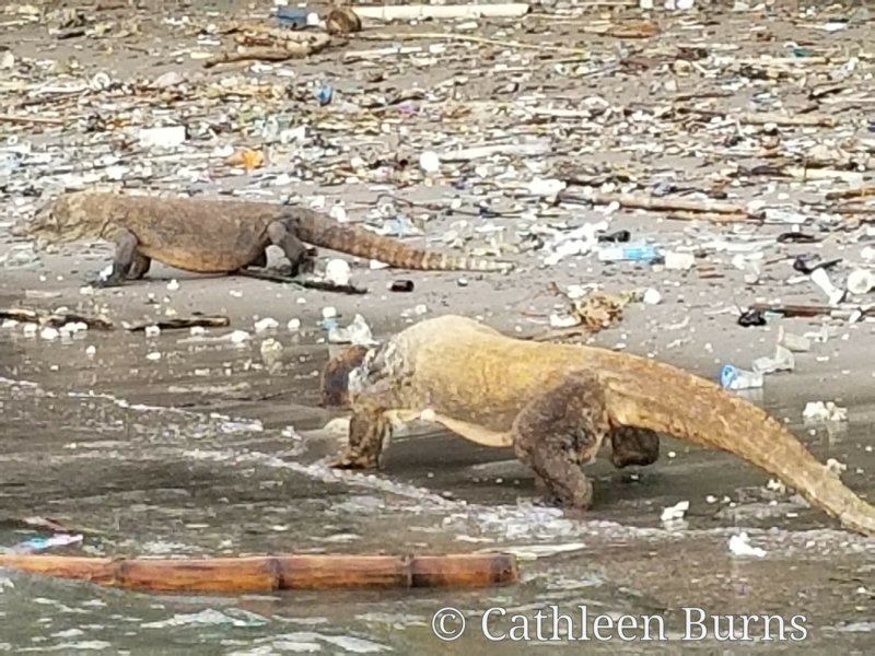 Komodo trash WM.jpg
