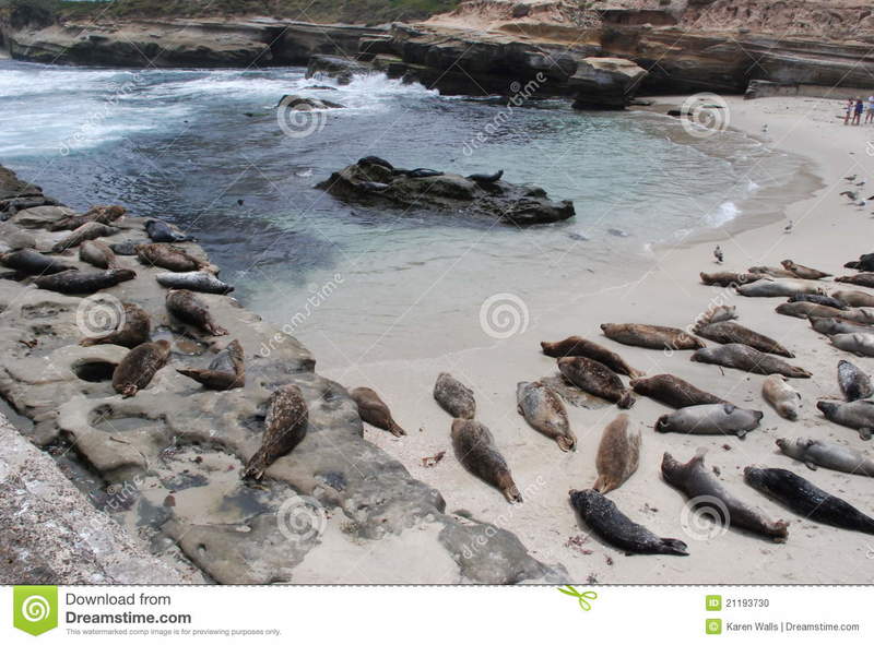 la-jolla-cove-sea-lions-horizontal-21193730.jpg