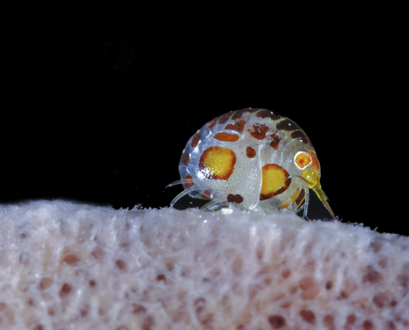 ladybug1.jpg