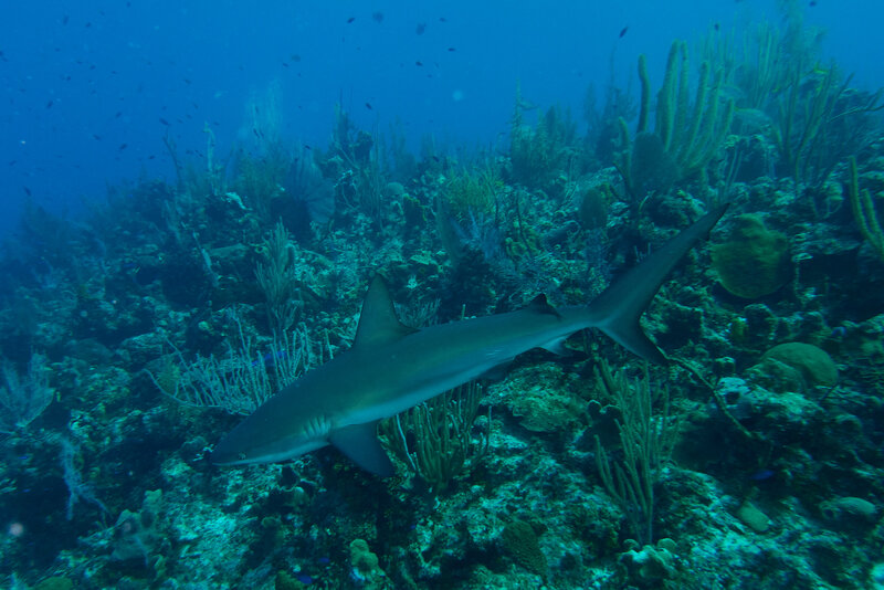 Larger Reef Shark 2.jpg