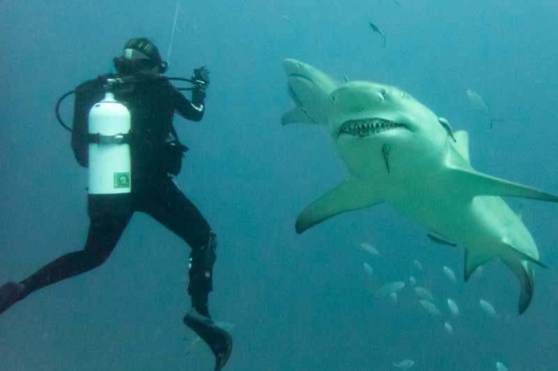 Lemon Sharks greeting Anne on splashing at Jupiter Wreck Trek close-2.jpg