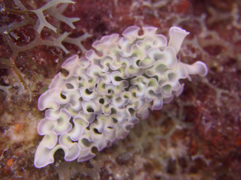 lettuce sea slug.jpg