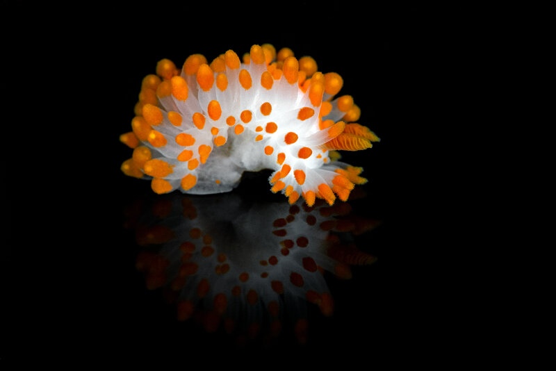 Limacia mcdonaldi2.jpg