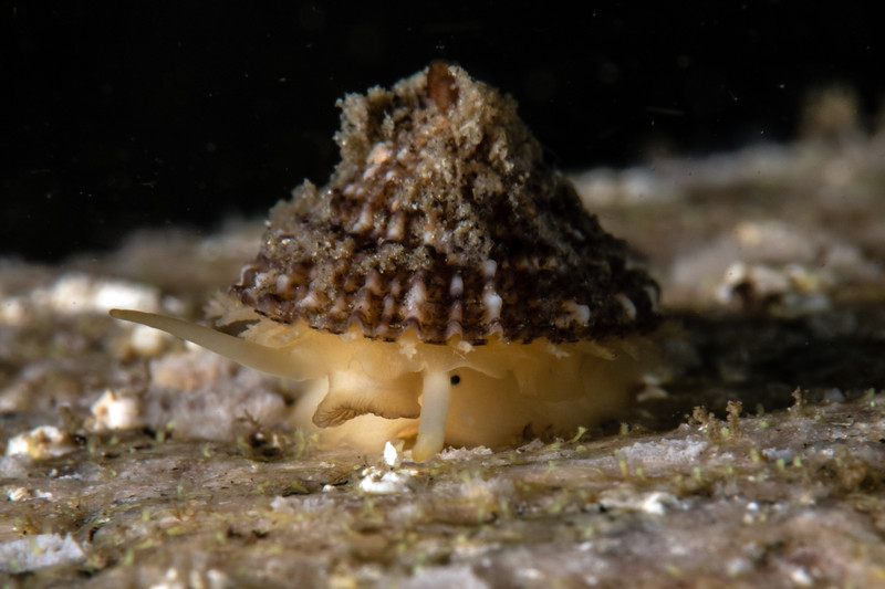 limpet%20DSC_6109-L.jpg