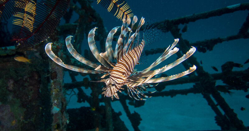 LION FISH.JPG