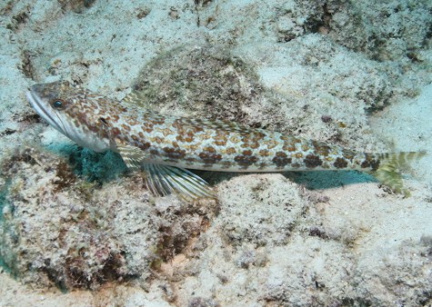 lizardfish2.jpg