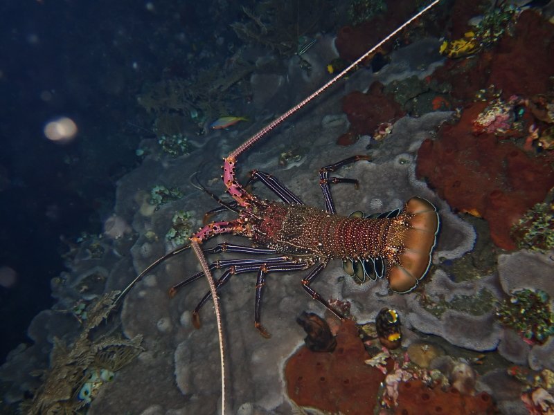 LOBSTER.jpg