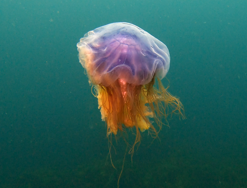 lofoten_brannholme_jellyfish.png