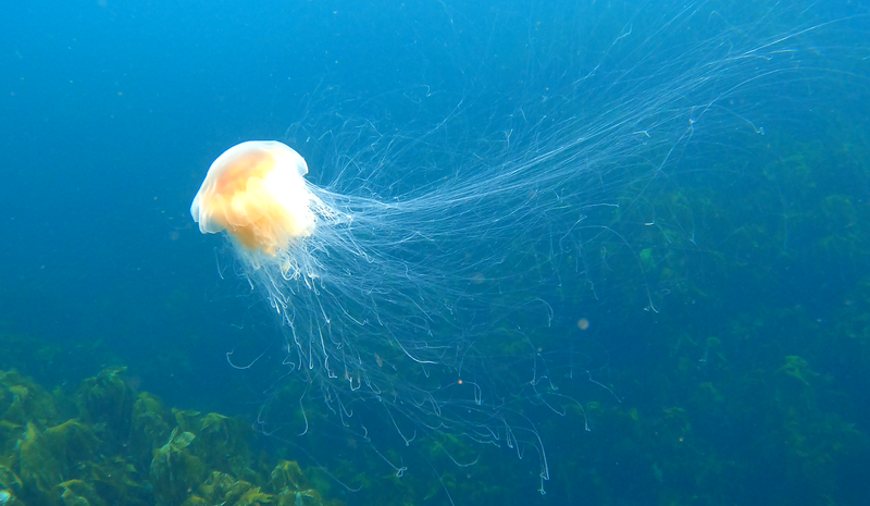 lofoten_brannholme_jellyfish3.png