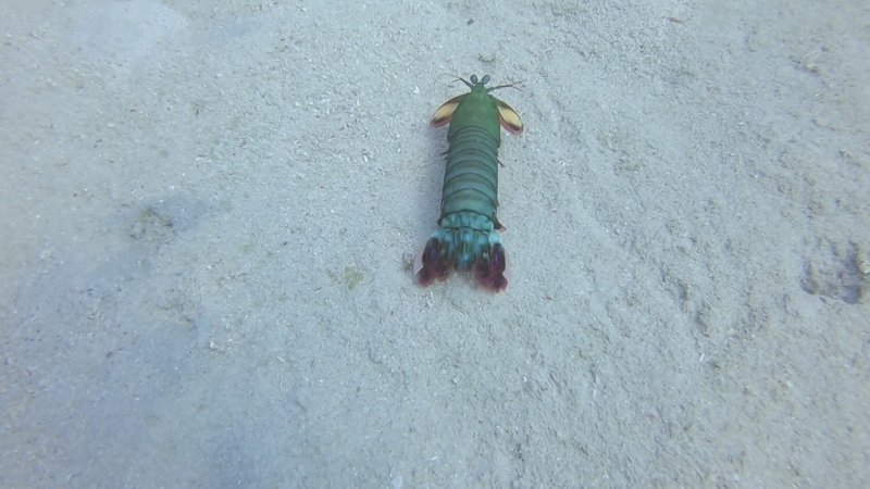 mantis shrimp.jpg