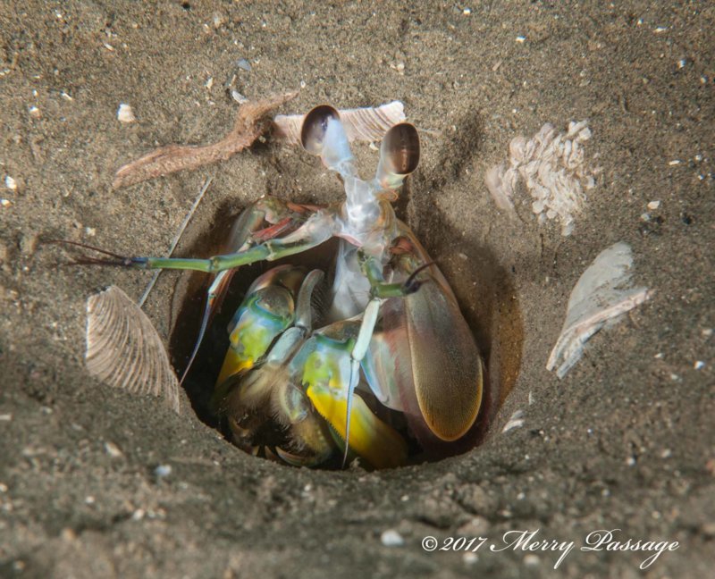 Mantis shrimp wm DSC_6531.jpg