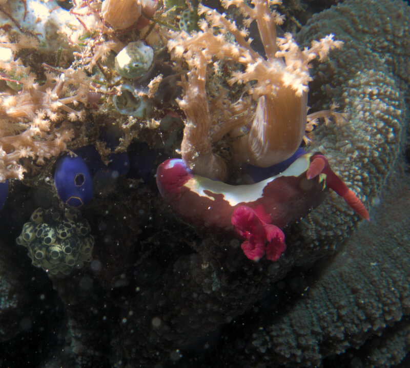 maroon nudi 2.jpg