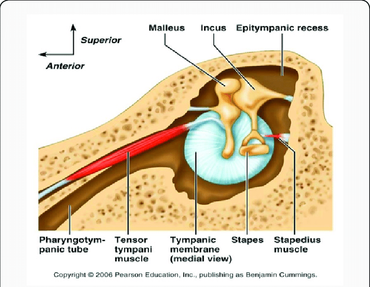 eustachian tube muscles