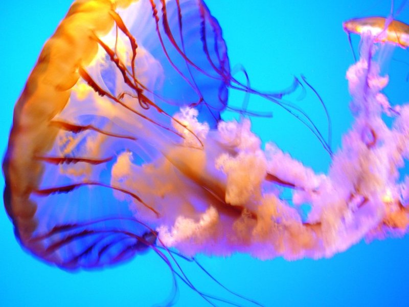 medusa_jellyfish_by_Soltice480.jpg