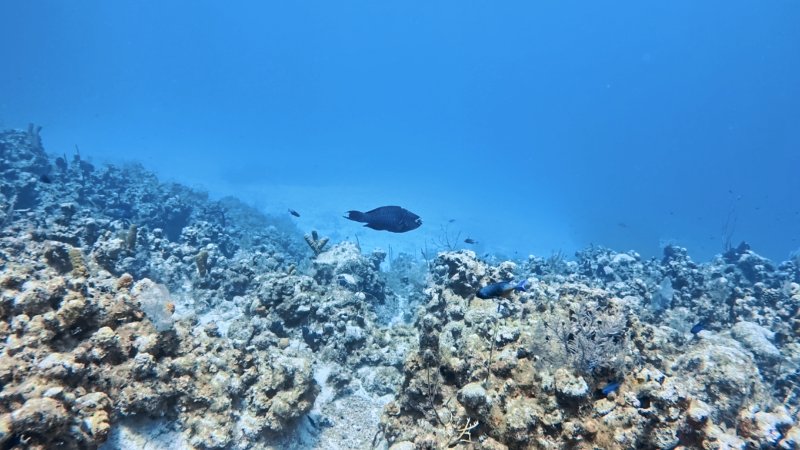 Midnight Parrotfish.jpg