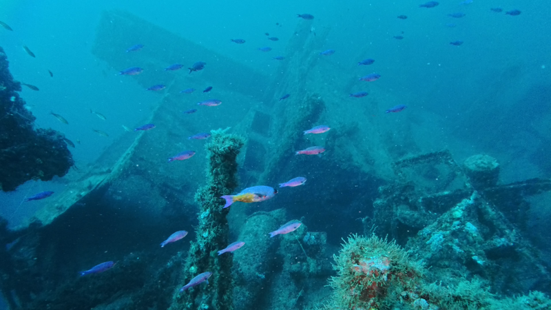 MidnightParrotfish.png