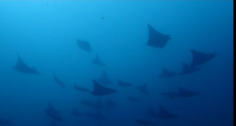 MOBULA RAYS.jpg