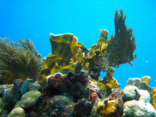 Molasses Reef 5.jpg