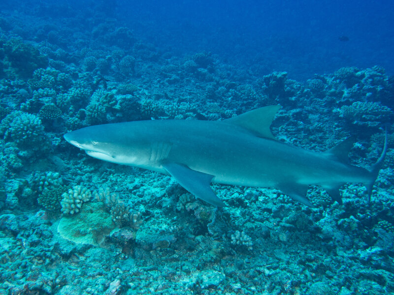 Moorea Lemon shark 009.jpg