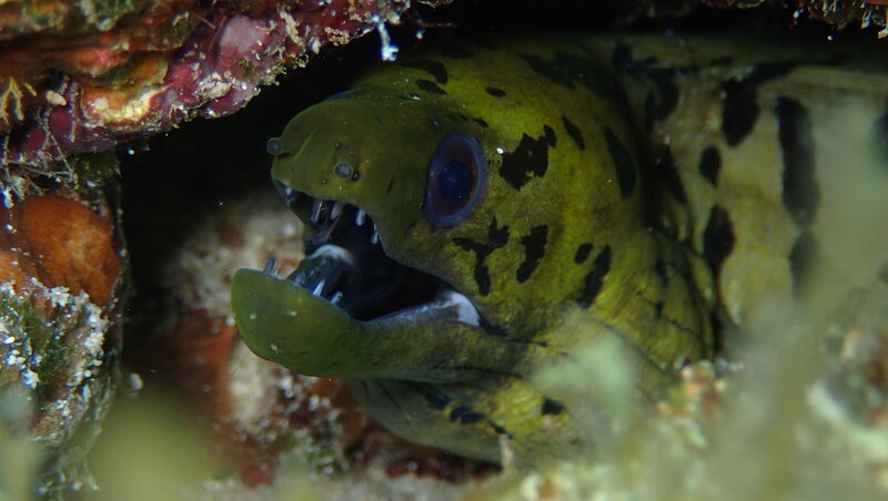 MORAY DARK GREEN.JPG