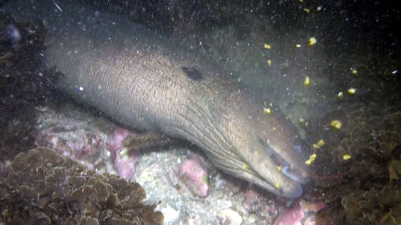 moray spitting out lobster carapace 2020-10-02 NIGHT-as.jpg