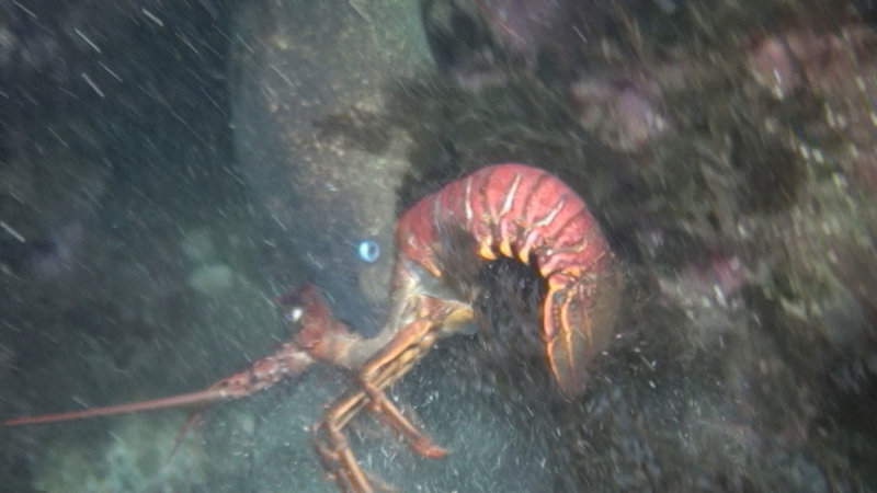 moray taking lobster 2020-10-02 NIGHT-a.jpg