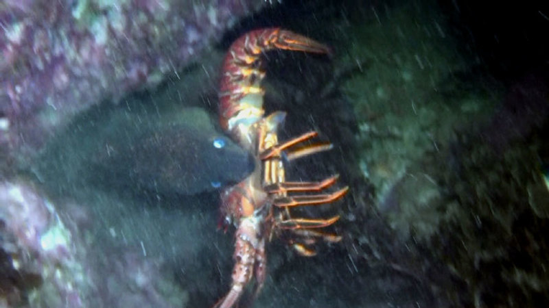 moray taking lobster 2020-10-02 NIGHT-bs.jpg