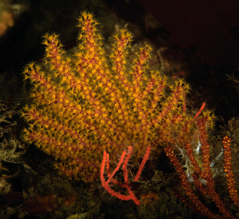Muricea%20californica%20California%20golden%20gorgonian_zpsrluhnwbj.jpg Muricea%20californica%20California%20golden%20gorgonian_zpsrluhnwbj.jpg