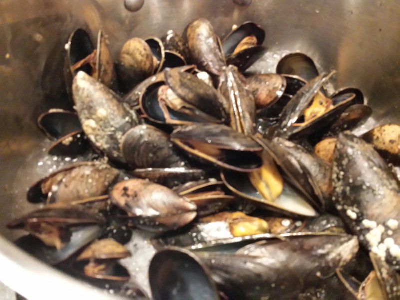 Mussels.jpeg