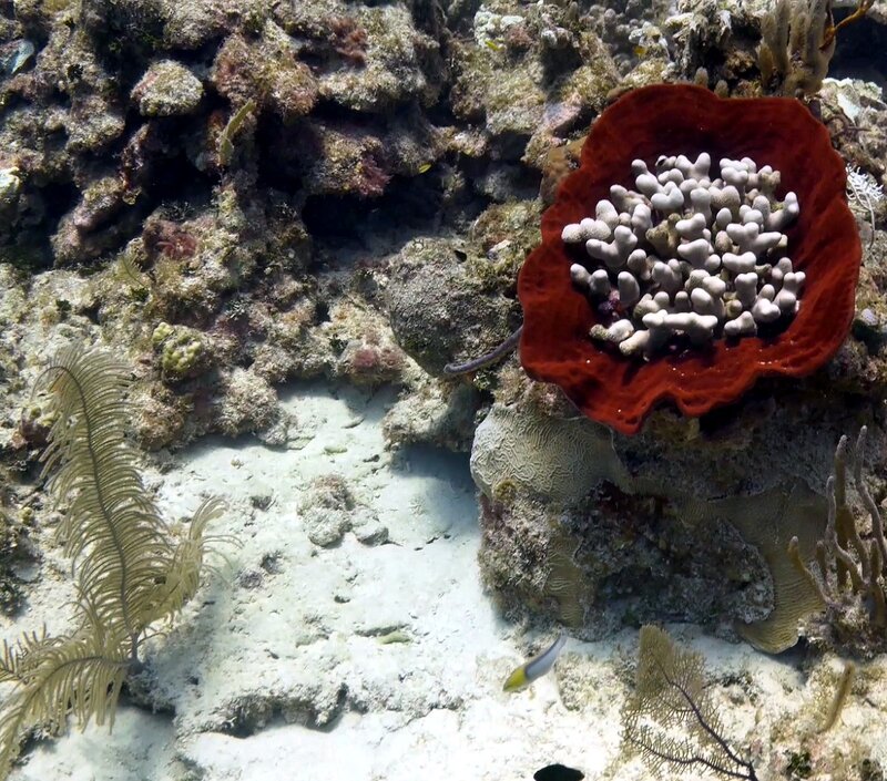 mystery coral 2.jpg