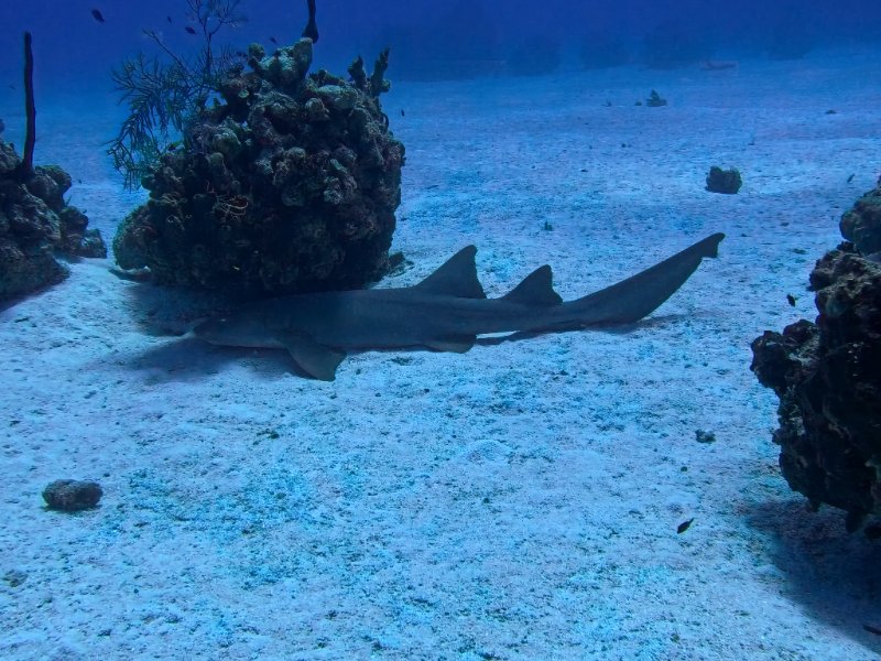 Napping nurse shark.jpg