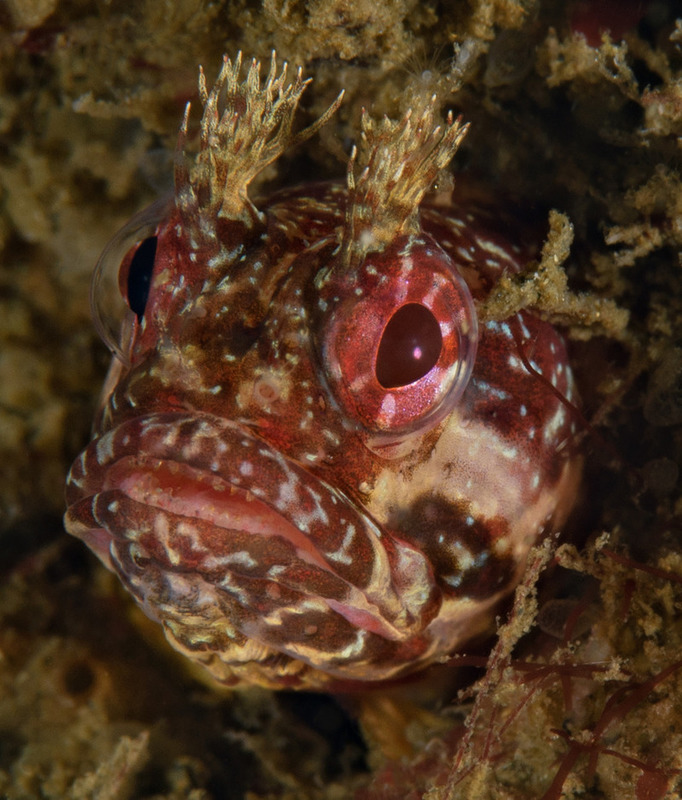 Neoclinus%20stephensae%20Yellowfin%20fringehead%203_zpsky5sz4a2.jpg Neoclinus%20stephensae%20Yellowfin%20fringehead%203_zpsky5sz4a2.jpg