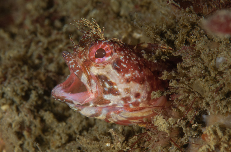 Neoclinus%20stephensae%20Yellowfin%20fringehead%205_zpsfebzxvos.jpg Neoclinus%20stephensae%20Yellowfin%20fringehead%205_zpsfebzxvos.jpg