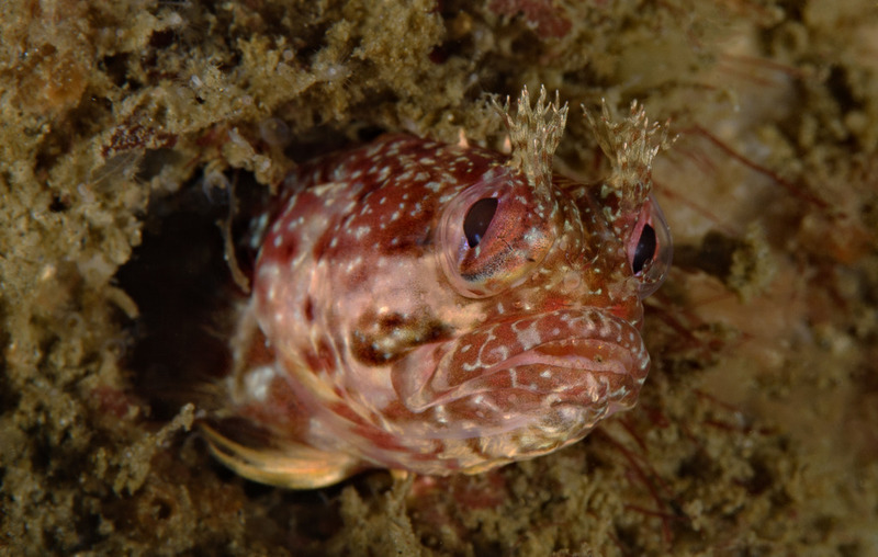 Neoclinus%20stephensae%20Yellowfin%20fringehead_zpsbjpwp0gk.jpg Neoclinus%20stephensae%20Yellowfin%20fringehead_zpsbjpwp0gk.jpg