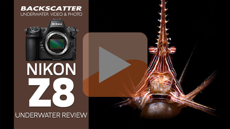 Nikon Z 8 Underwater Camera Review - Underwater Photography - Backscatter