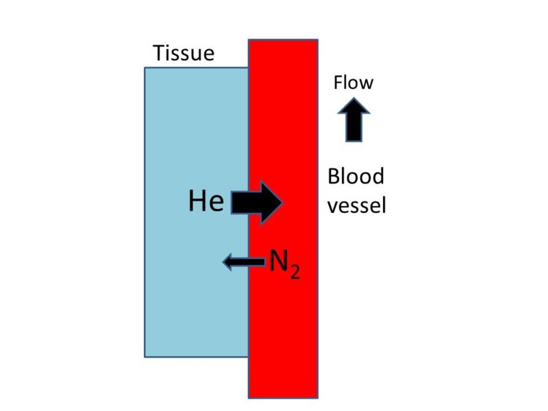 Normal tissue 2.jpg