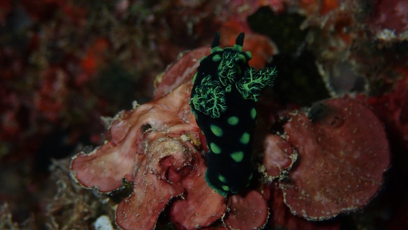 NUDI BLACK & GREEN.JPG