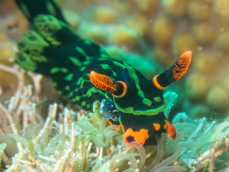 NUDI GREEN & ORANGE.jpg