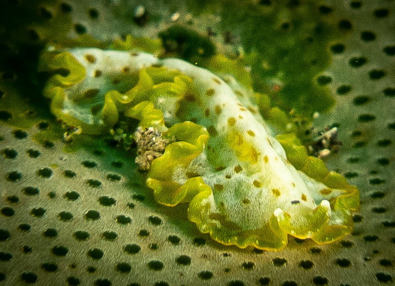 nudi.jpg