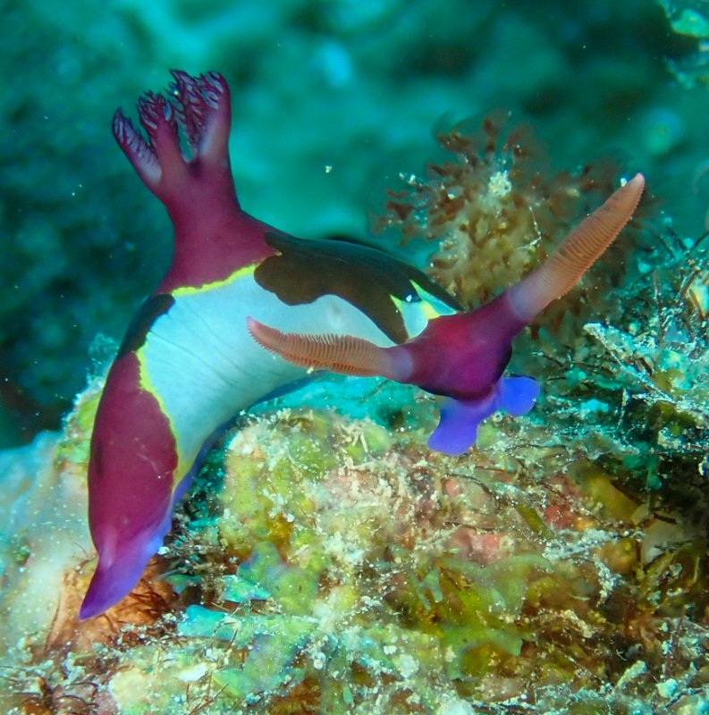 NUDI ON CORAL.jpg