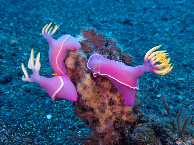 NUDI THREE.jpg